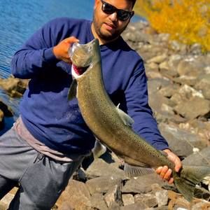 Meet your Posher, Alfredo